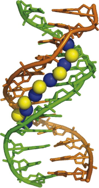 343_DNA – the primary informational macromolecule.png